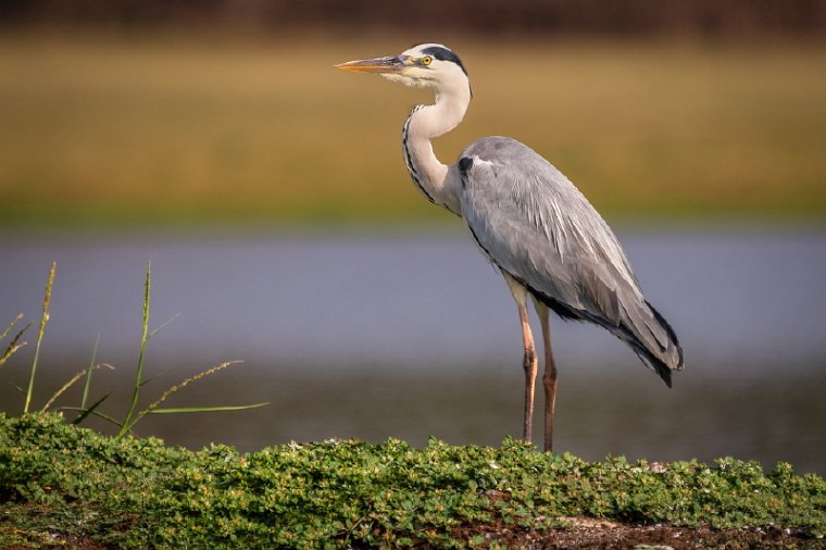 132 Nagarhole NP.jpg